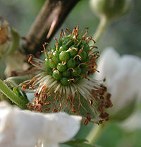 Well-pollinated blackberry blossom begins to develop fruit. Each incipient drupelet has its own stigma and good pollination requires the delivery of many grains of pollen to the flower so that all drupelets develop.